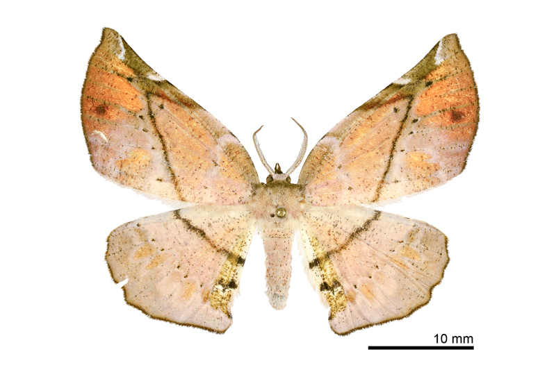Agaraeus discolor Female
